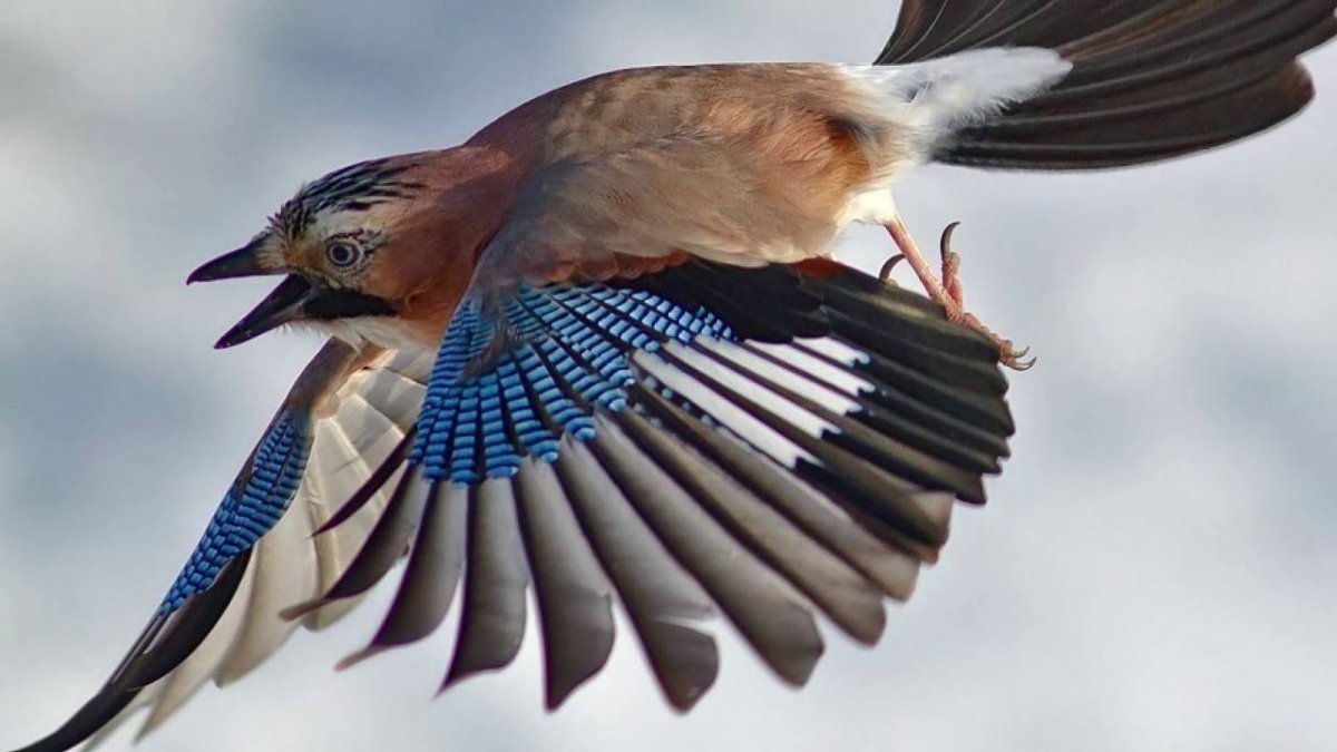 Сойка пересмешница птичка голубая