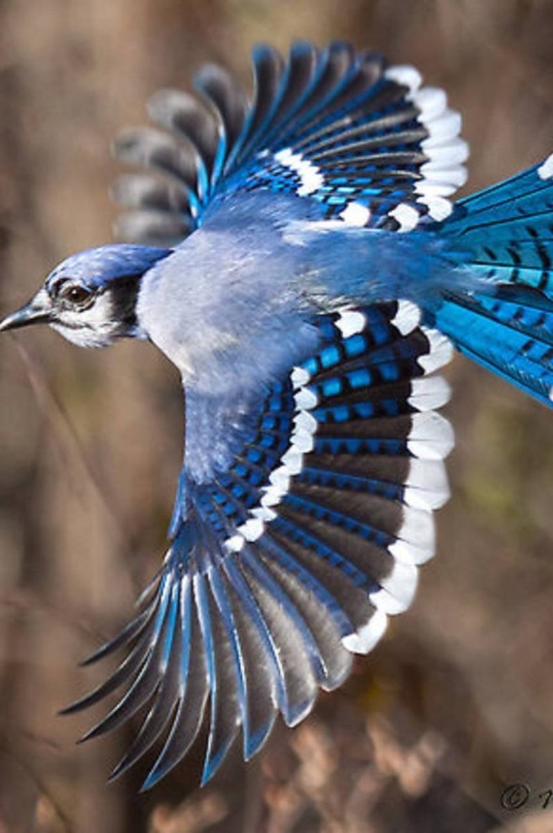 Североамериканская голубая Сойка