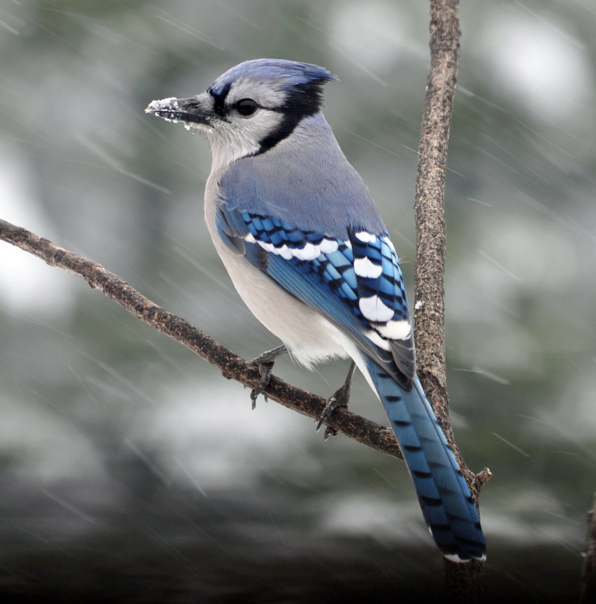 Хохлатая голубая Сойка