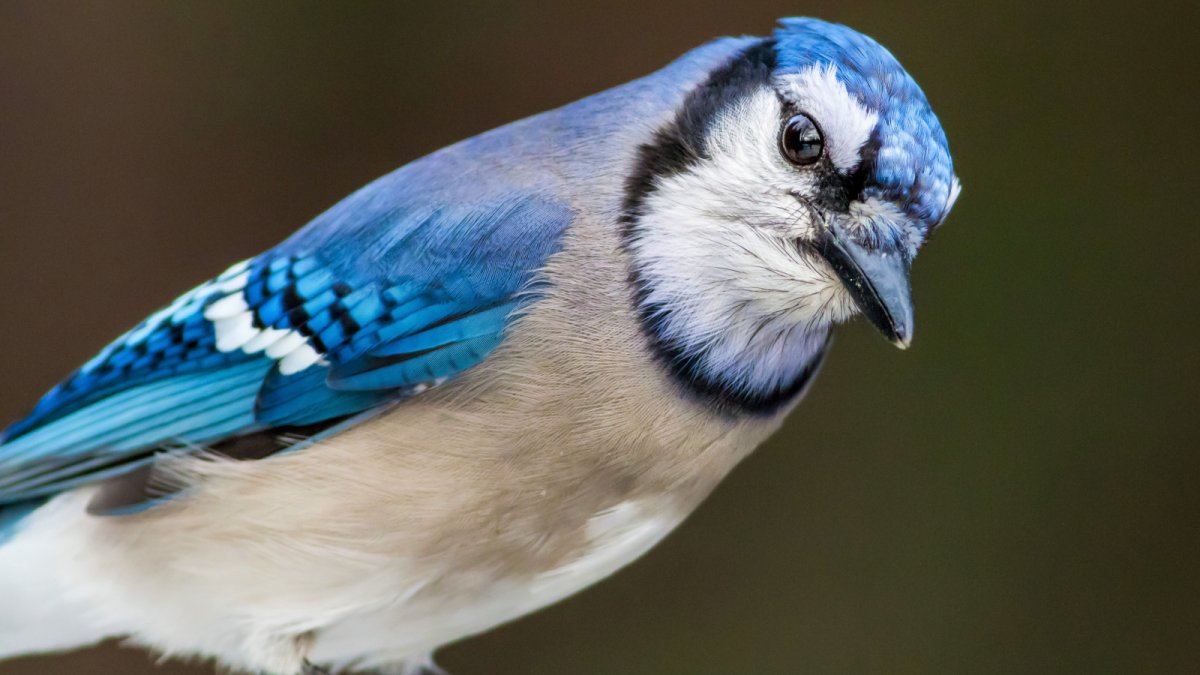 Голубая кустарниковая Сойка