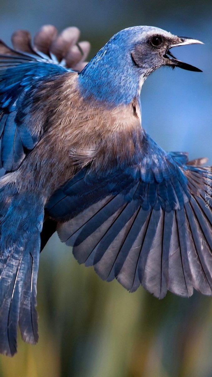 Западная кустарниковая Сойка