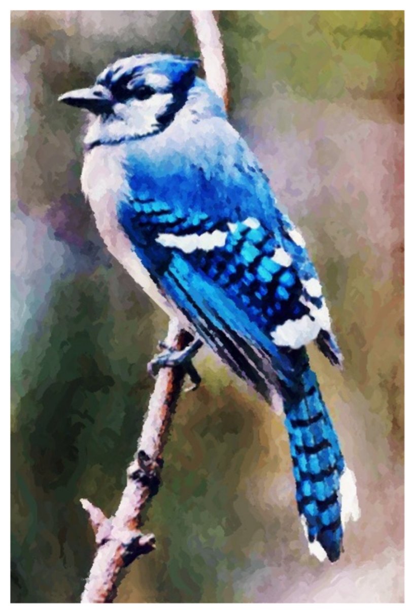 Хохлатая голубая Сойка