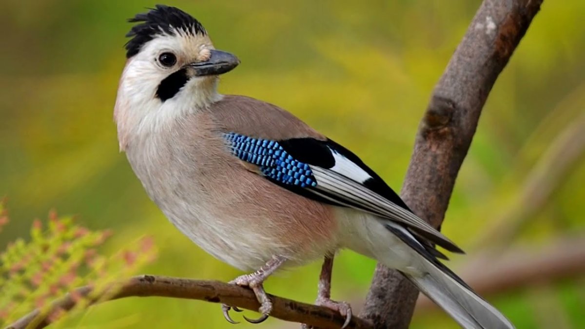 Птенец с синими перьями на крыльях