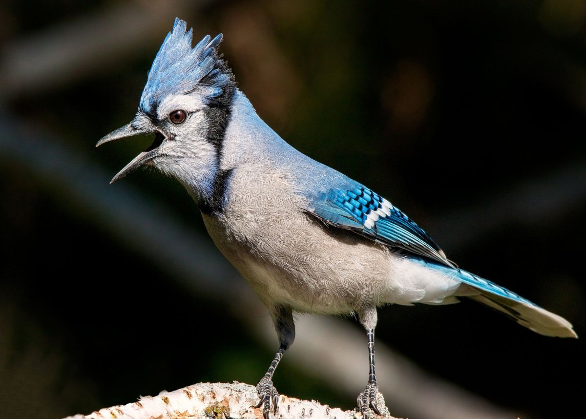 Голубая Сойка с детенышем