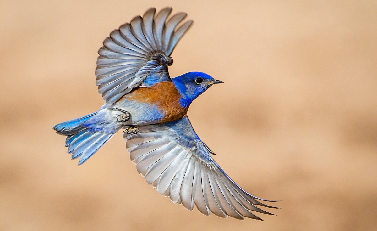 Сиалия Западная птица