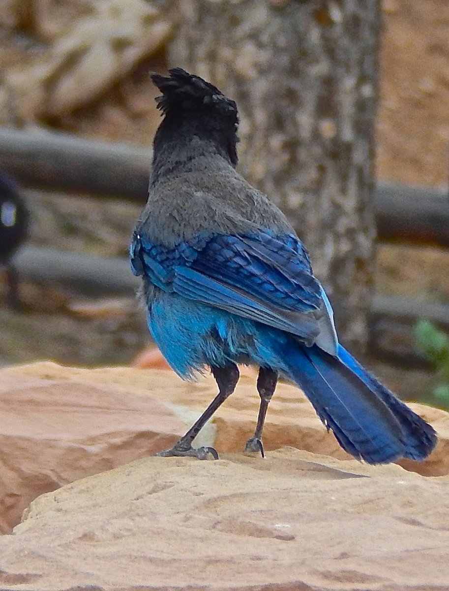 Птица с голубым отливом