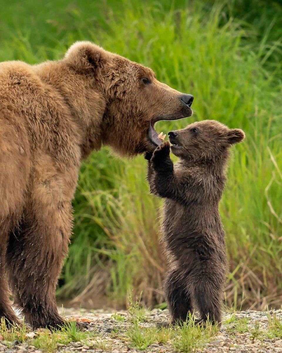 Медведь Пестун с медвежатами