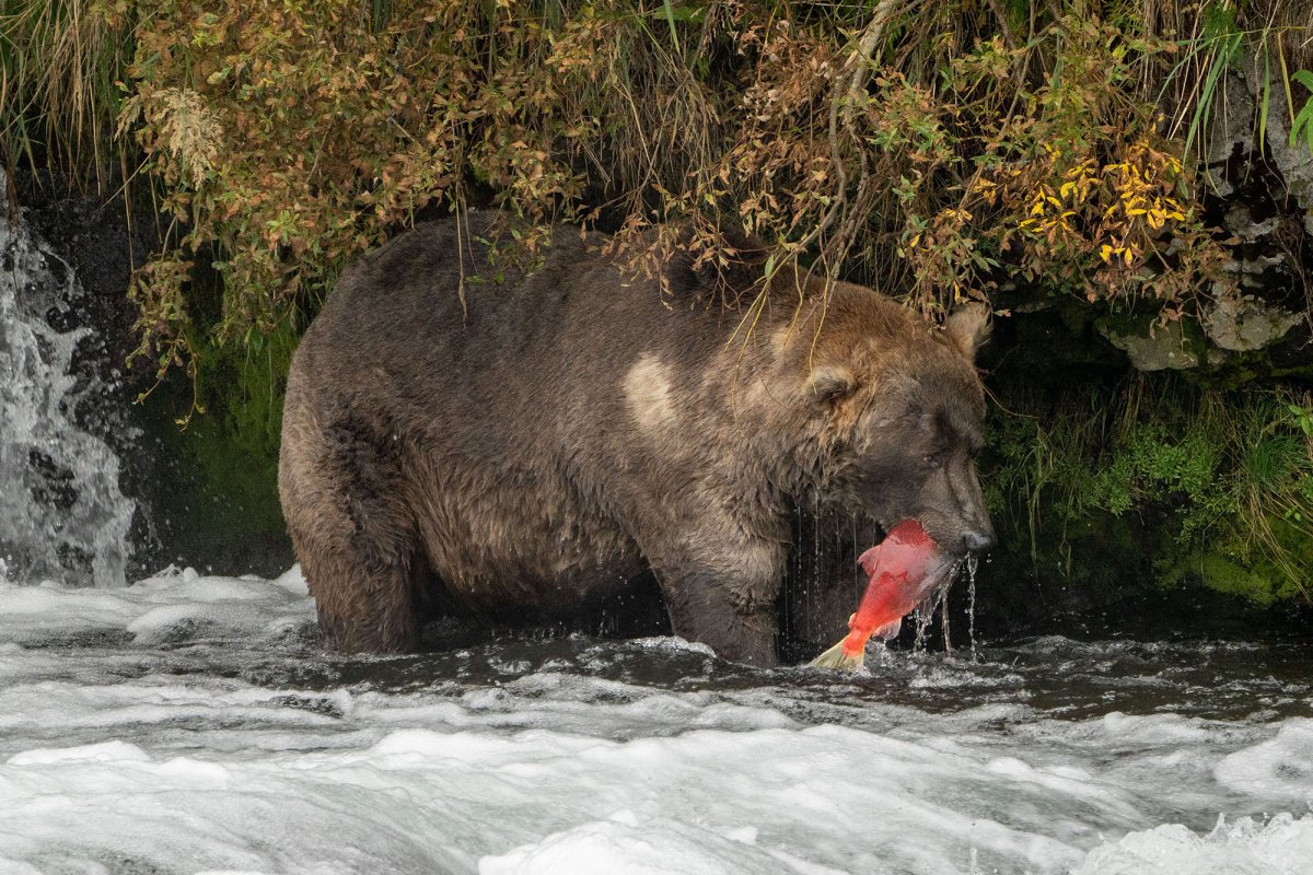 Конкурс самый толстый медведь Аляски