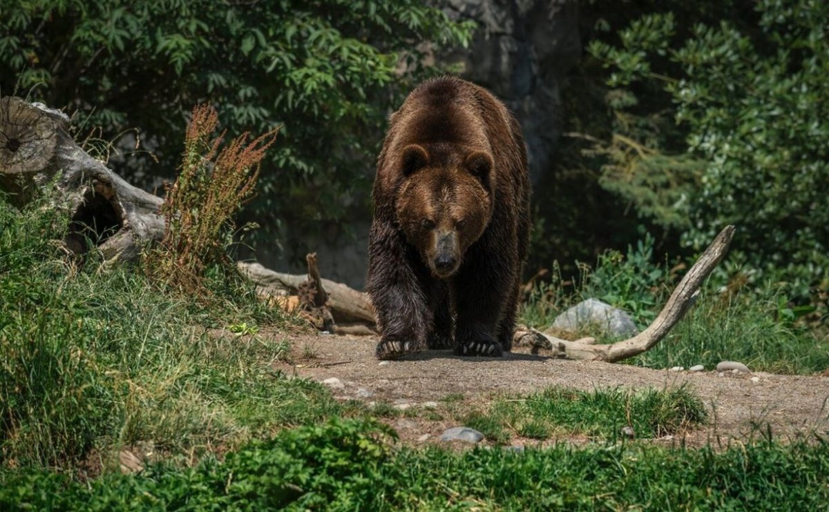 Бурый медведь в Пензенской области