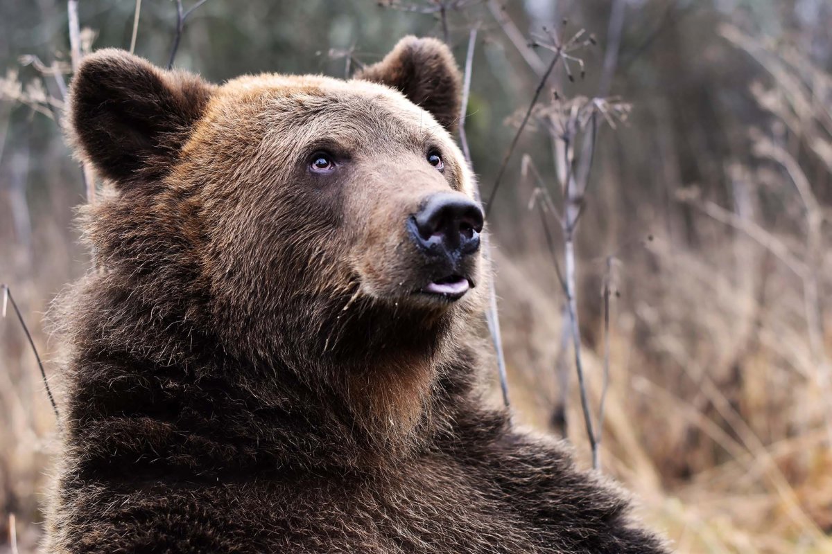 Медведь том