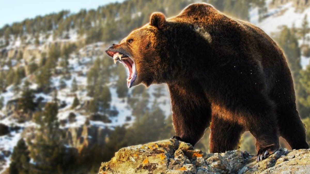 Ursus arctos Тайга