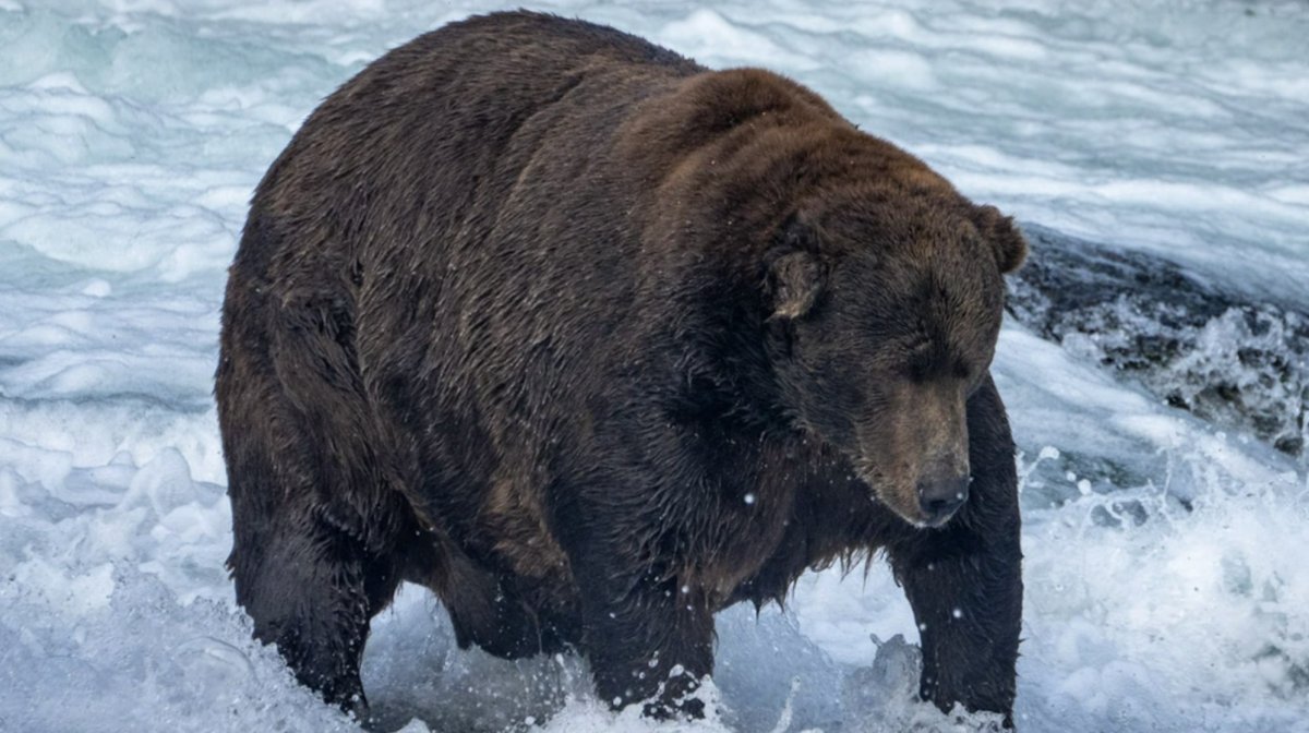 Медведь чемпион