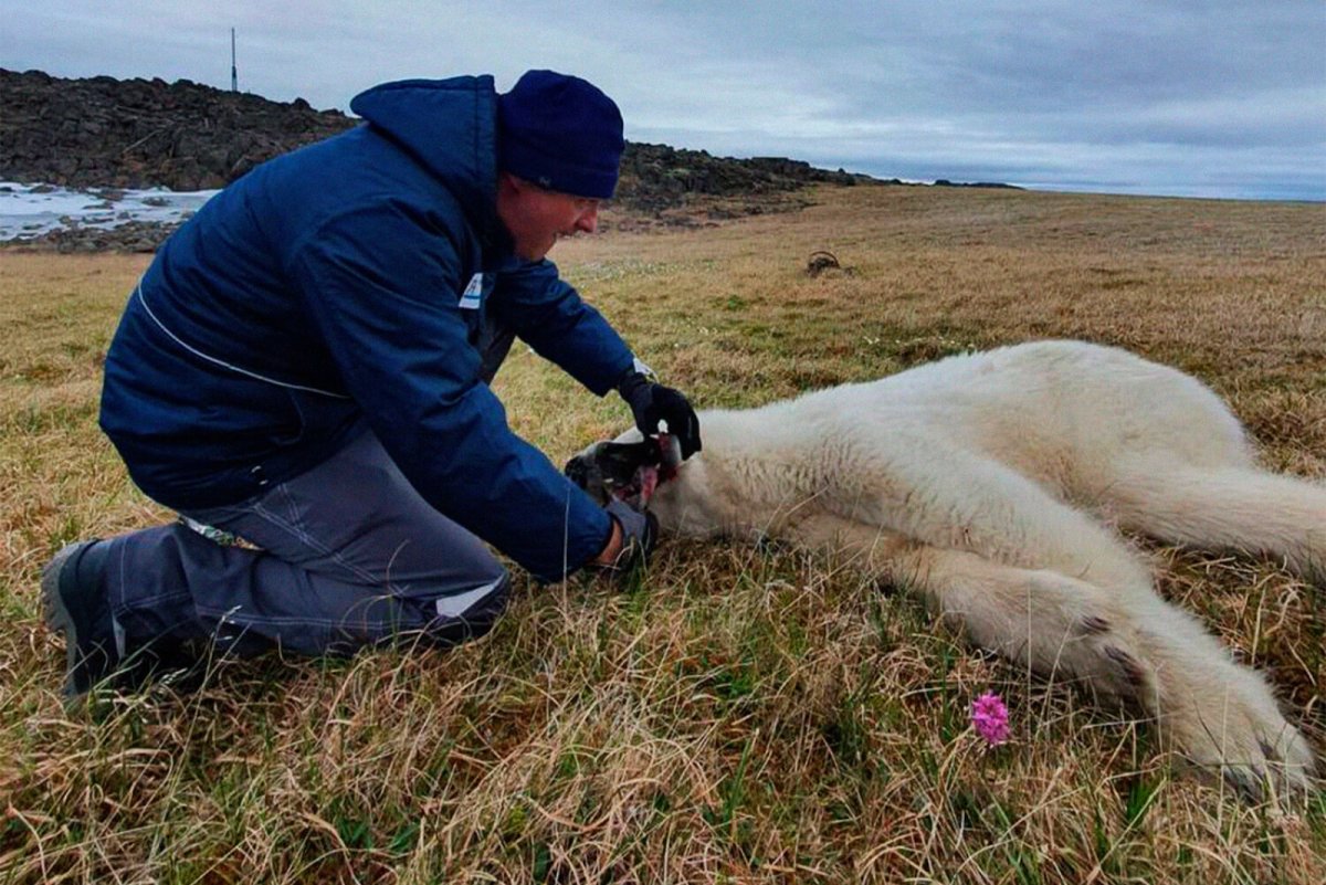 Спасение белого медведя