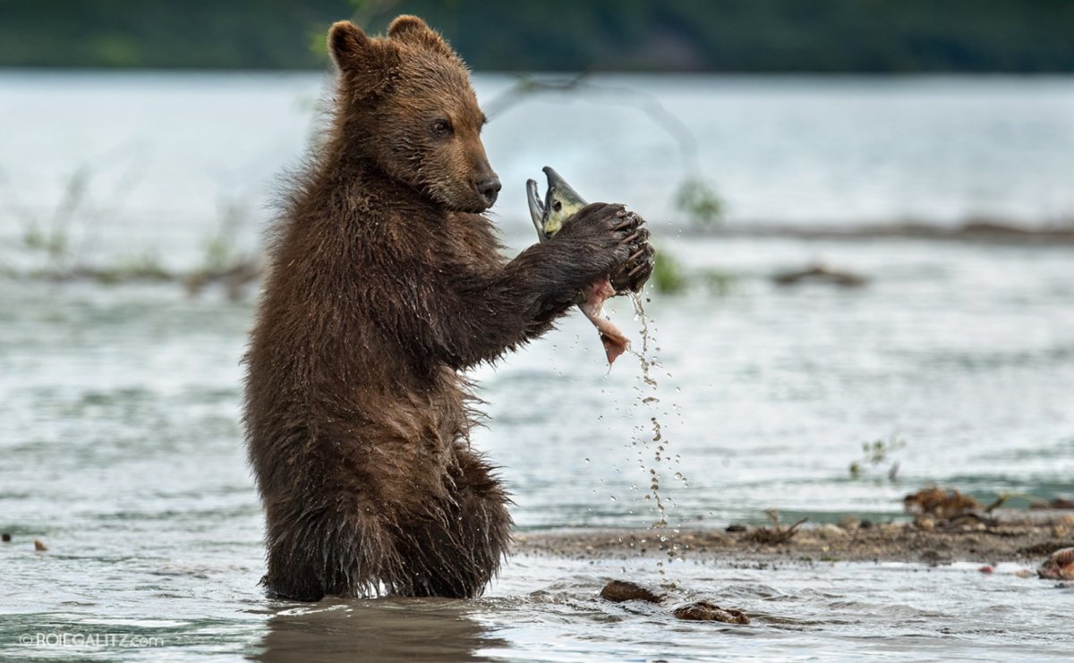 Бурый медведь ест рыбу