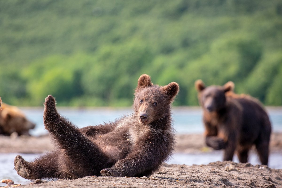 Константин Шатенев