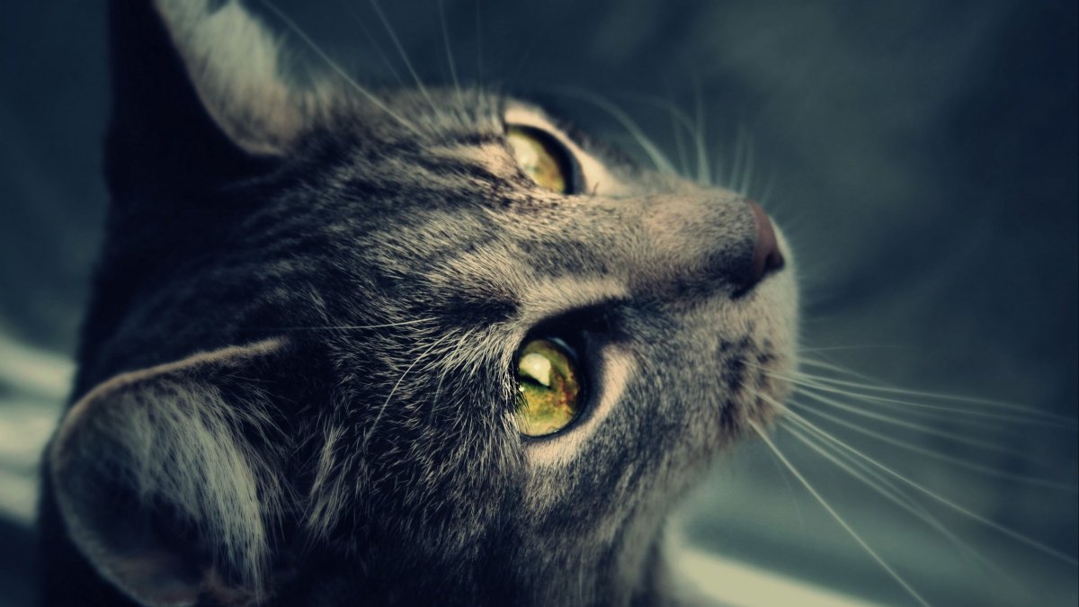 Котики на аву