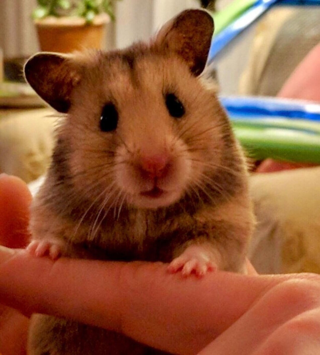 Хомяки домашние