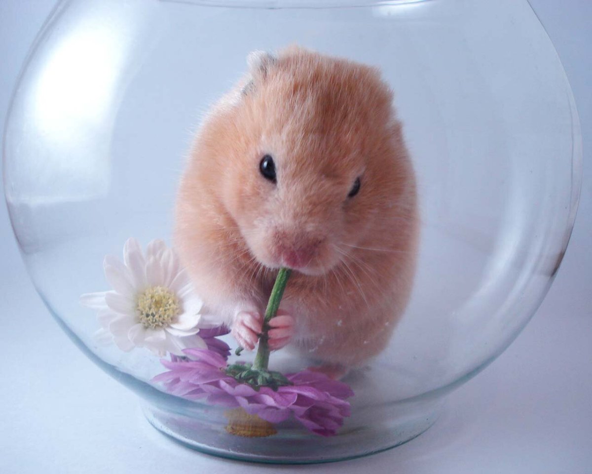 Самые милые хомячки в мире