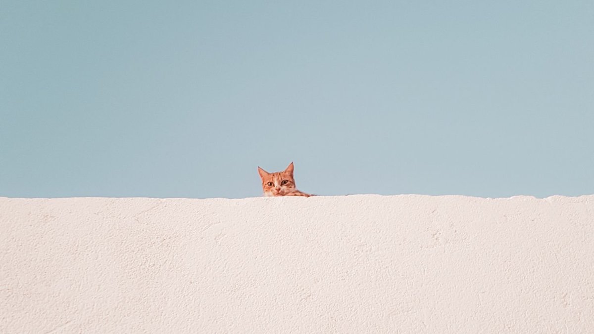 Кот Минимализм