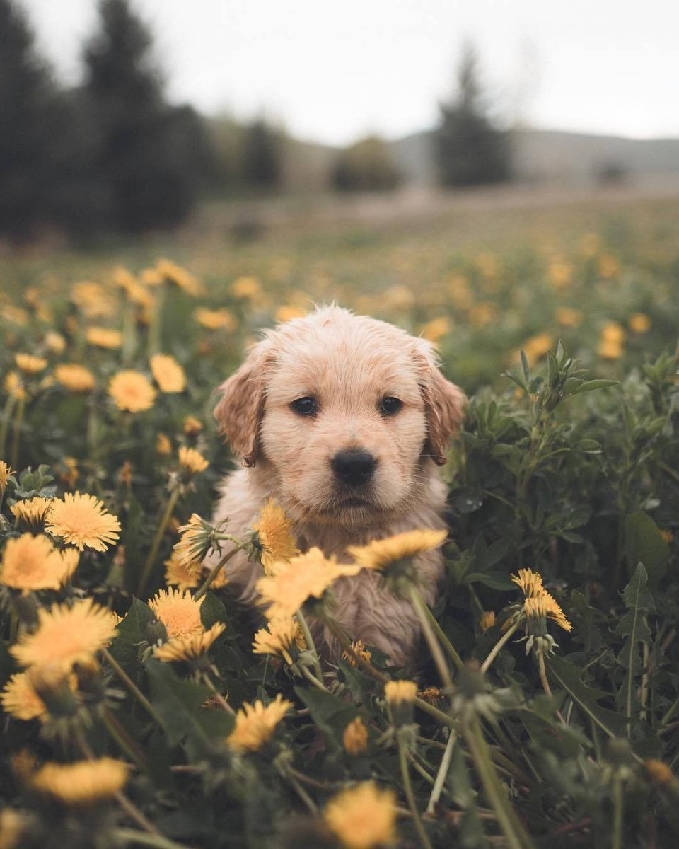 Эстетика щенков