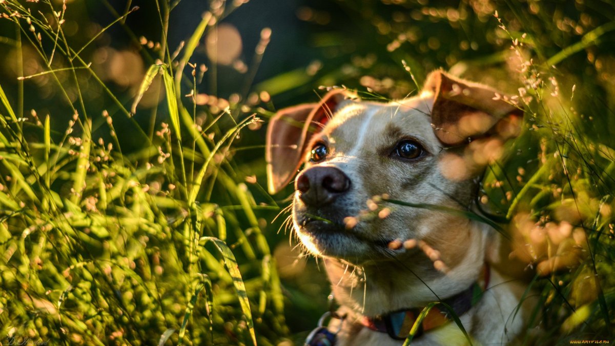 Эстетика собак