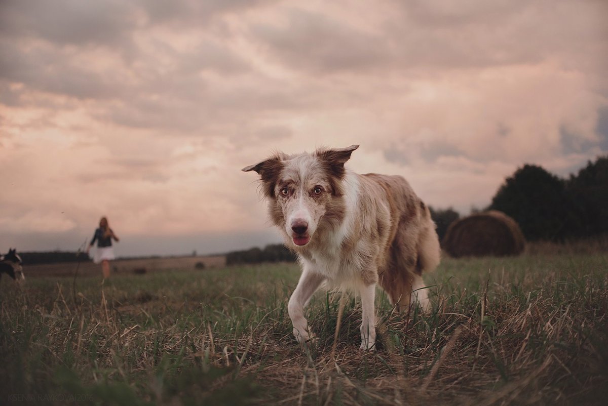 Эстетика собак бордер колли
