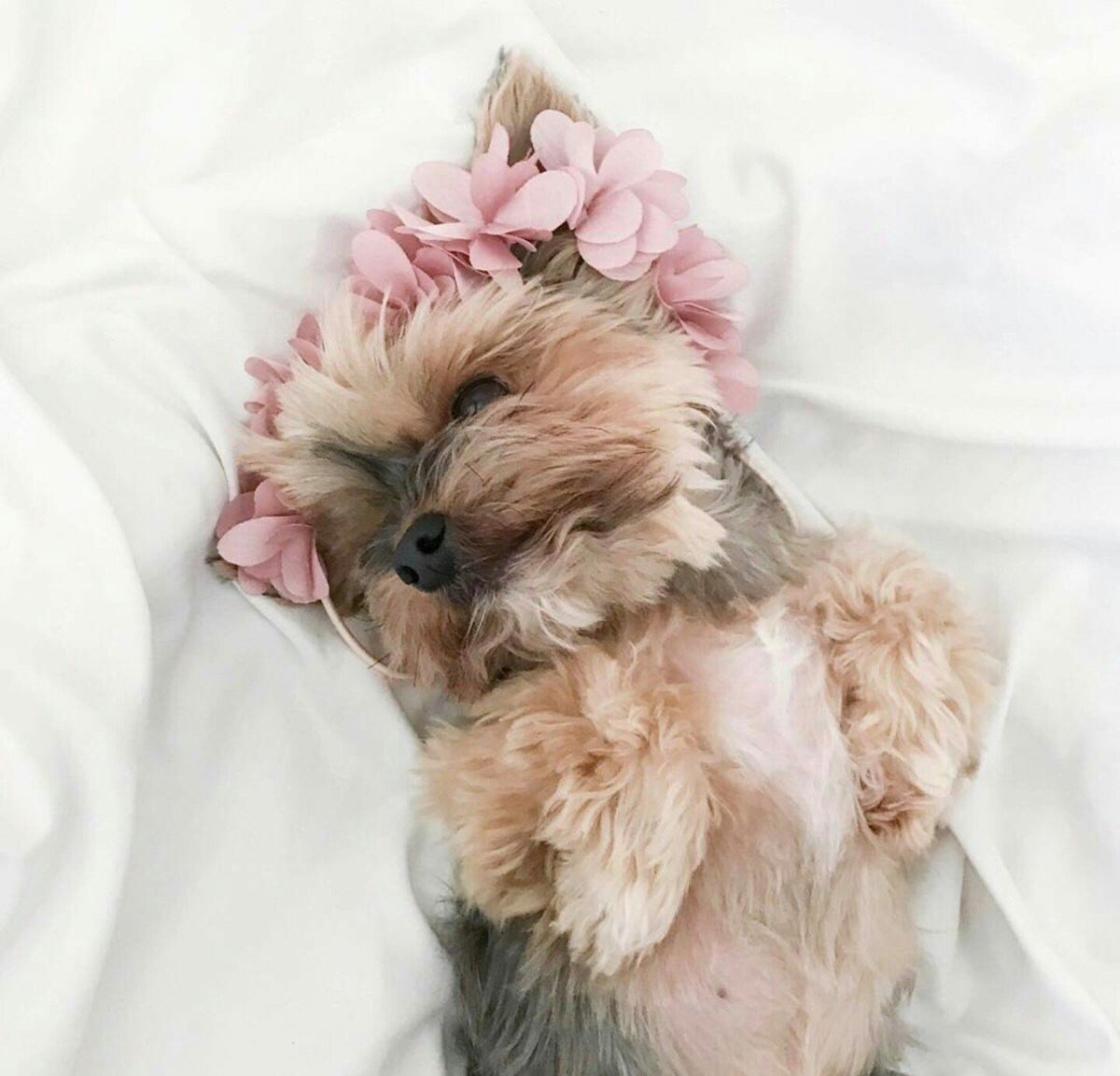 Собака Эстетика вертикально