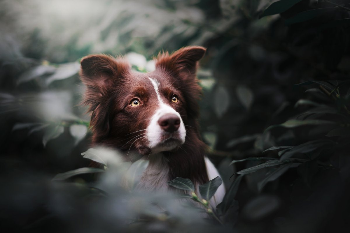 Бордер колли щенок шоколадный