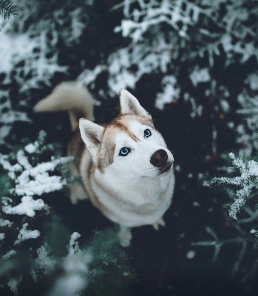 Эстетика собак