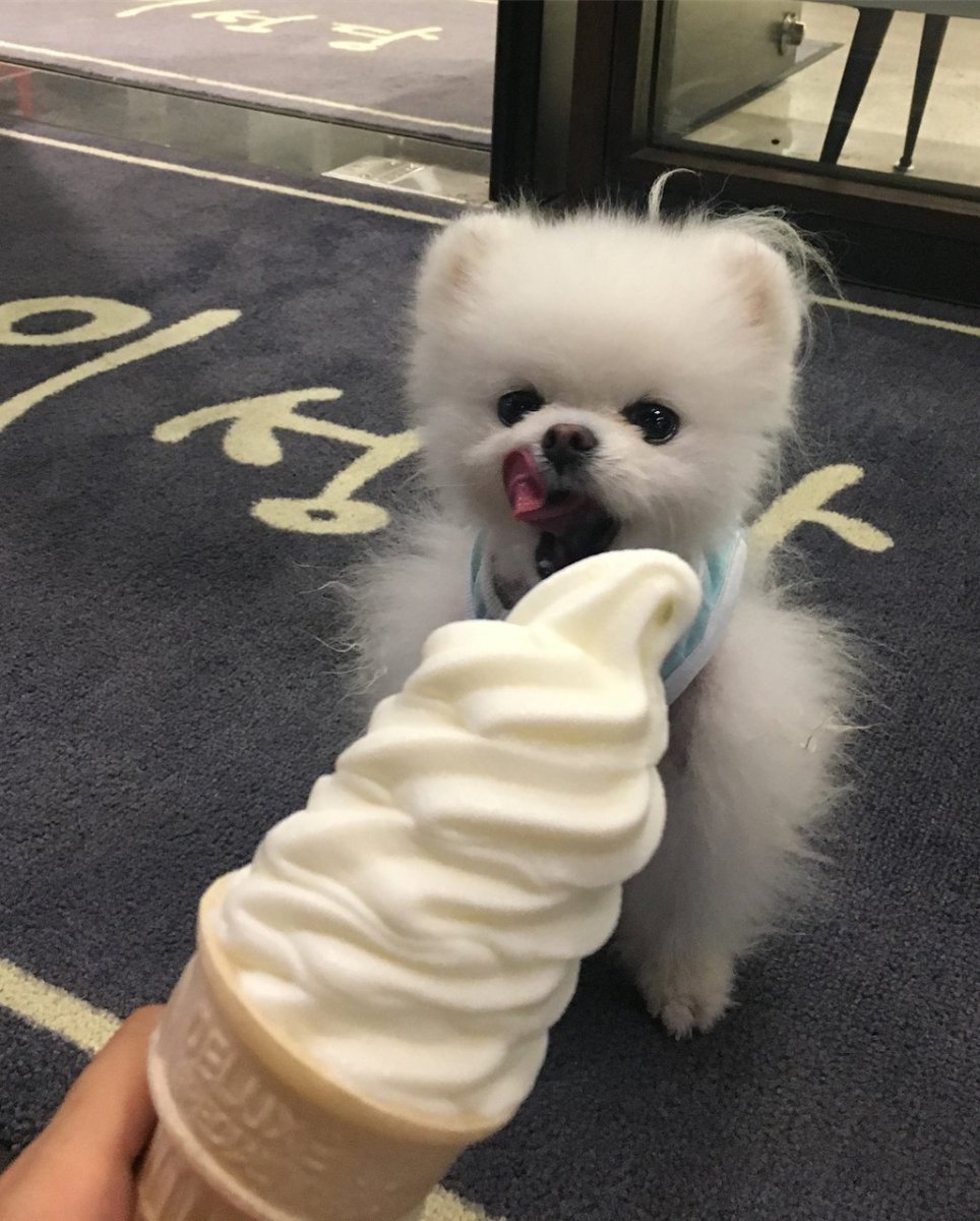 Эстетика милых собак