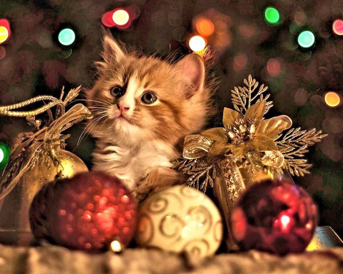 Новогодний котик