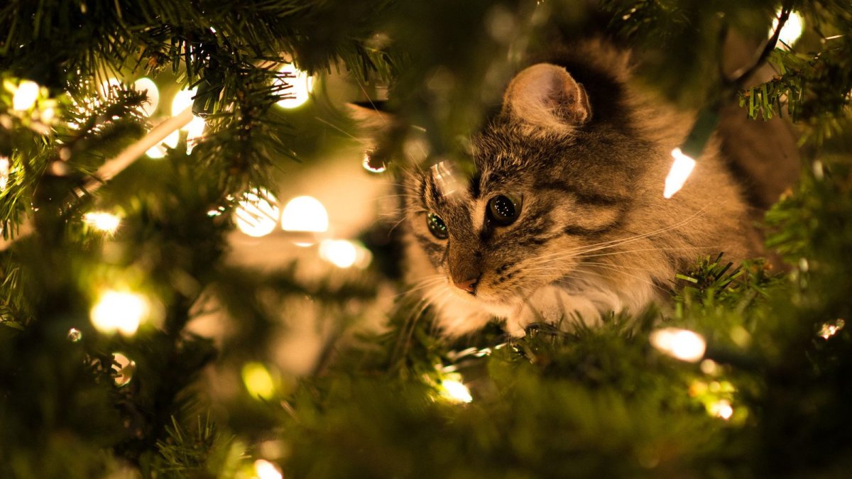 Новогодний котик