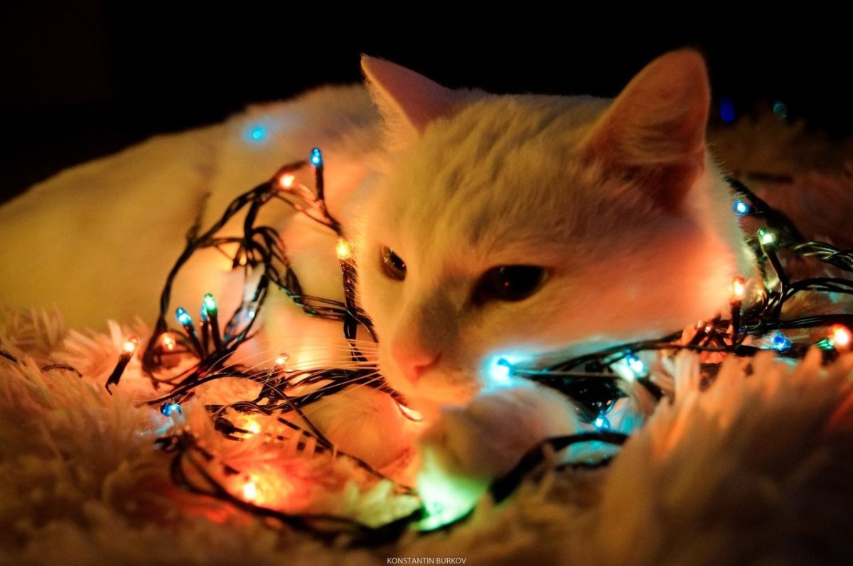 Котик в гирлянде