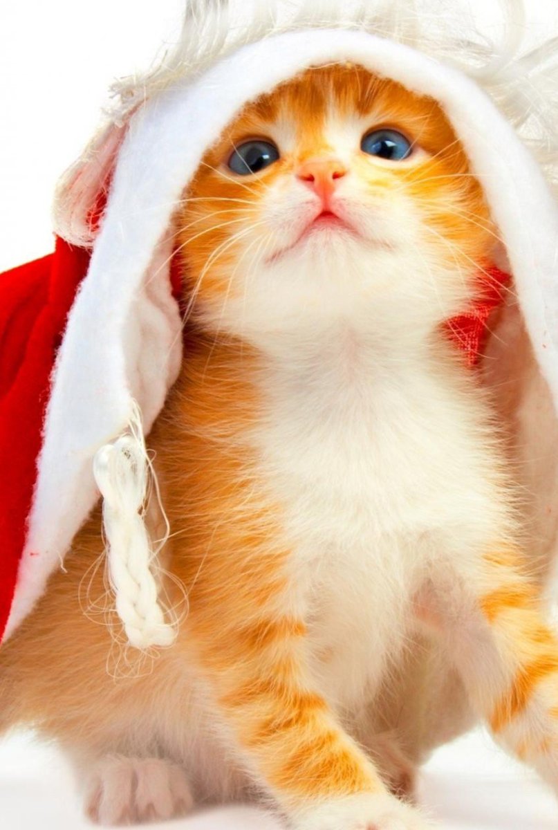 Котенок в новогодней шапке
