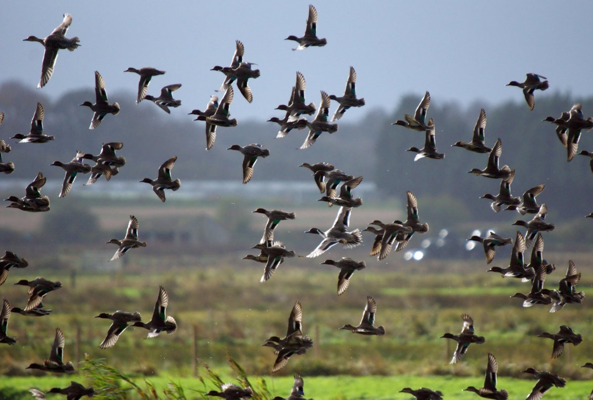 Массовые игры с перелетными птицами