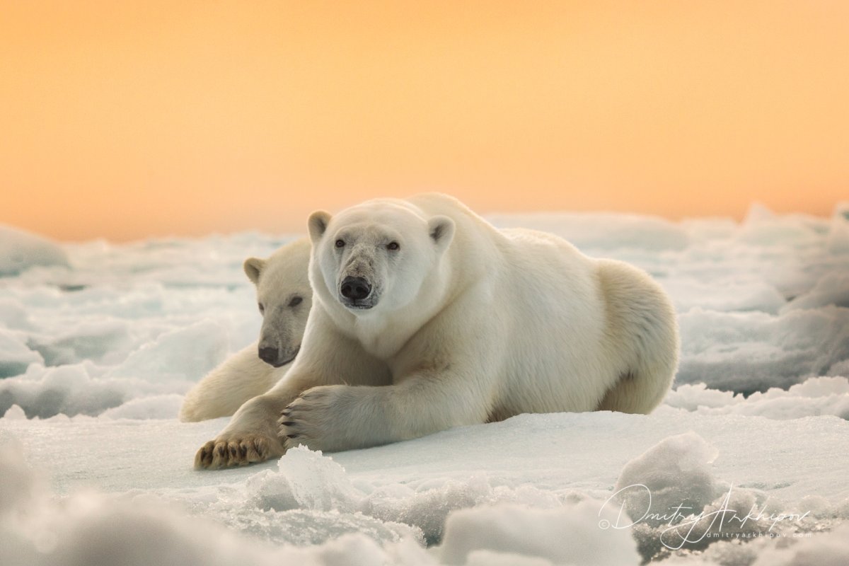 Арктические пустыни животные