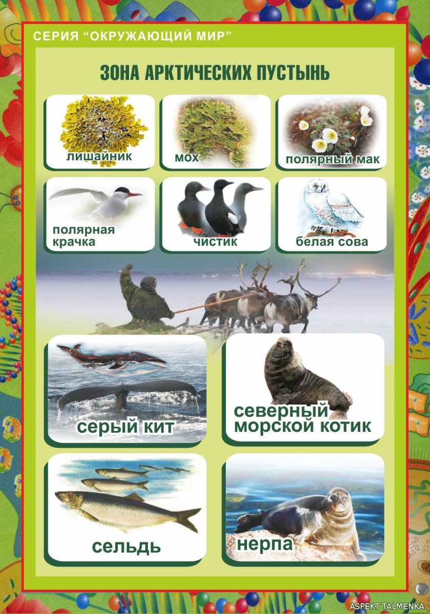 Зона арктических пустынь животный мир