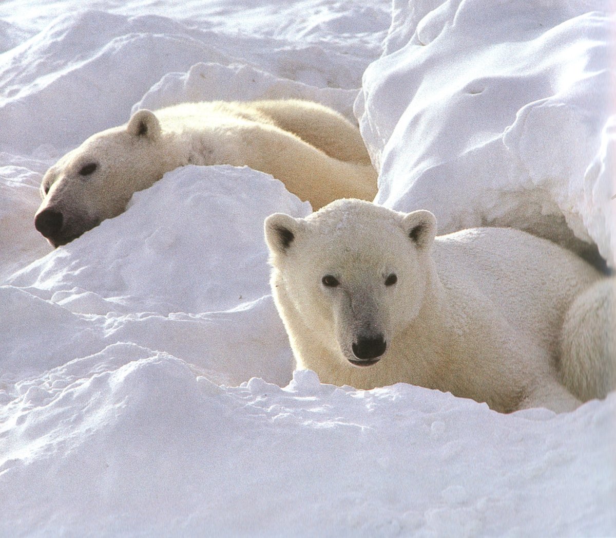 Белый медведь Арктика 4 класс