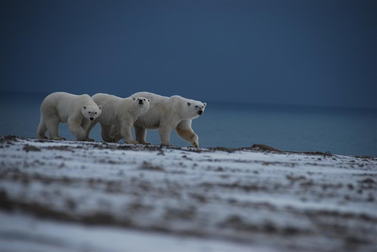 Арктические пустыни новая земля