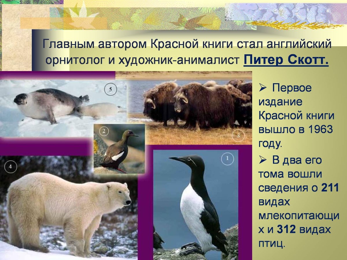 Животные зоны арктической пустыни