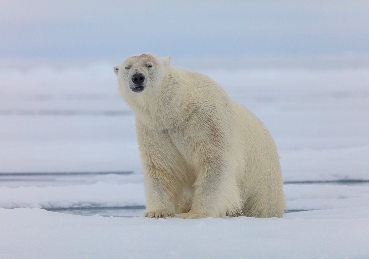 Белый медведь хозяин Арктики
