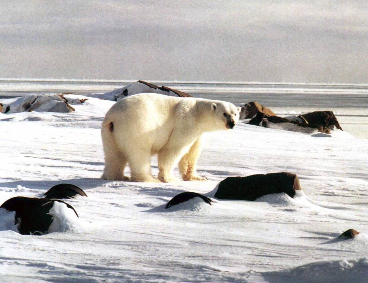 Белый медведь на Таймыре