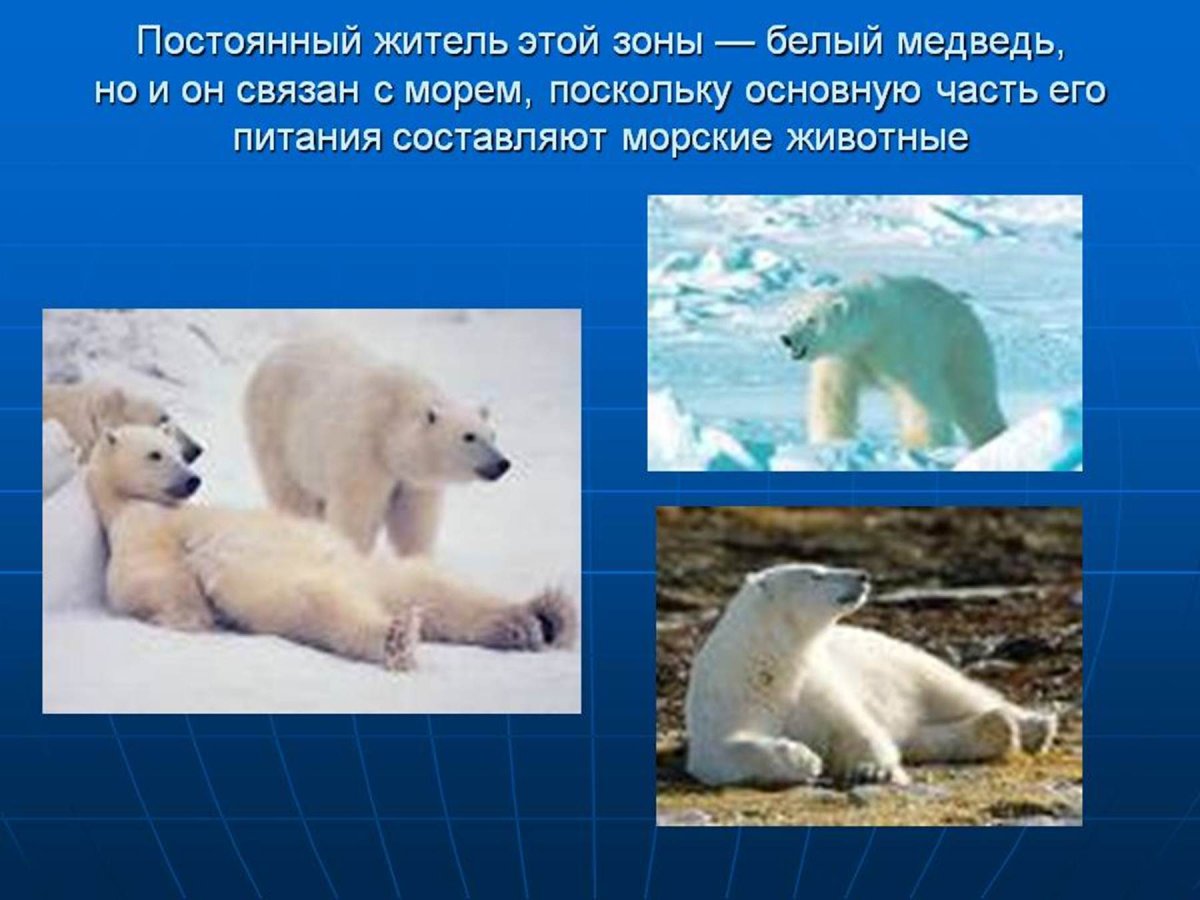 Белый медведь в арктической пустыне информация