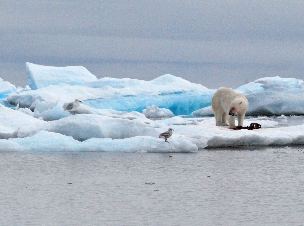 Северный Полярный пояс – Арктика.