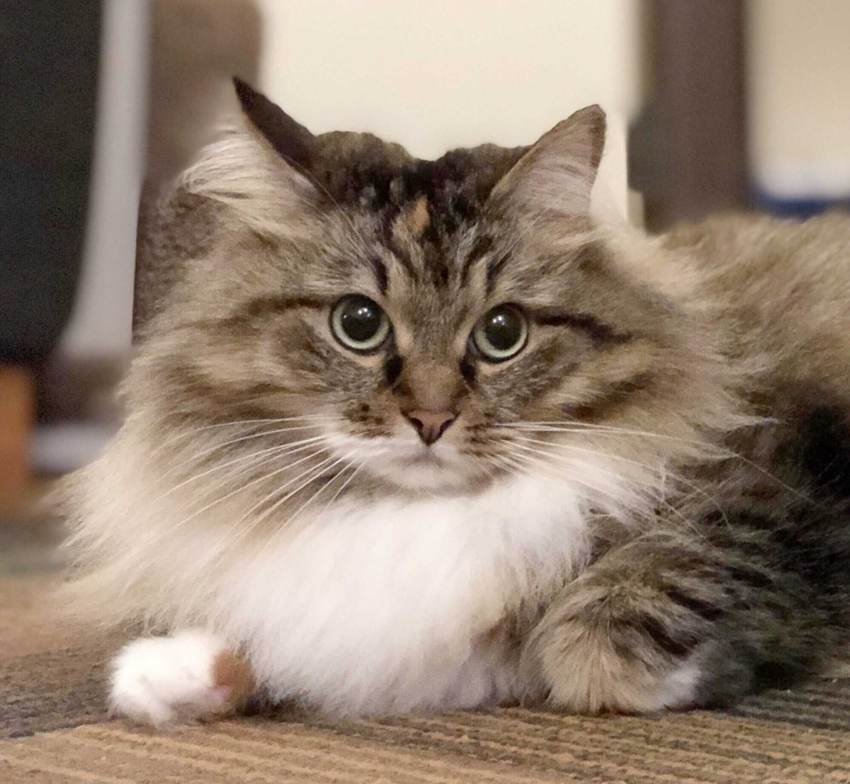 Сибирская кошка