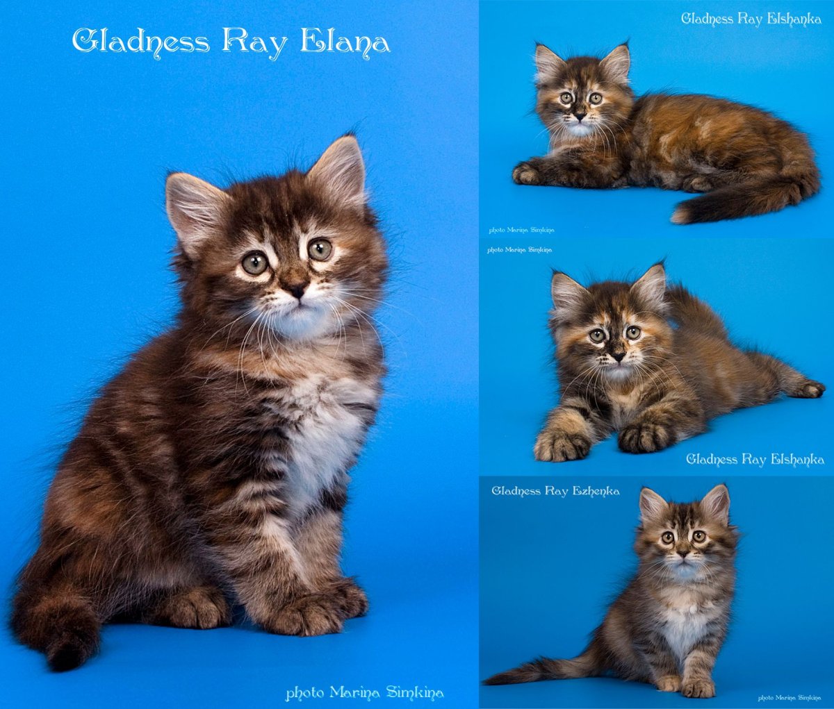 Сравнение британской и сибирской кошек