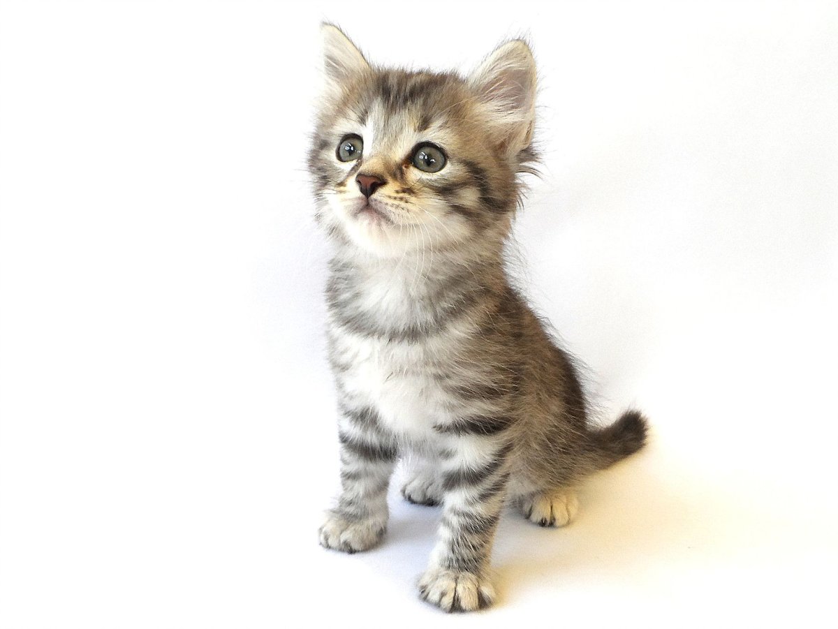 Сибирская кошка