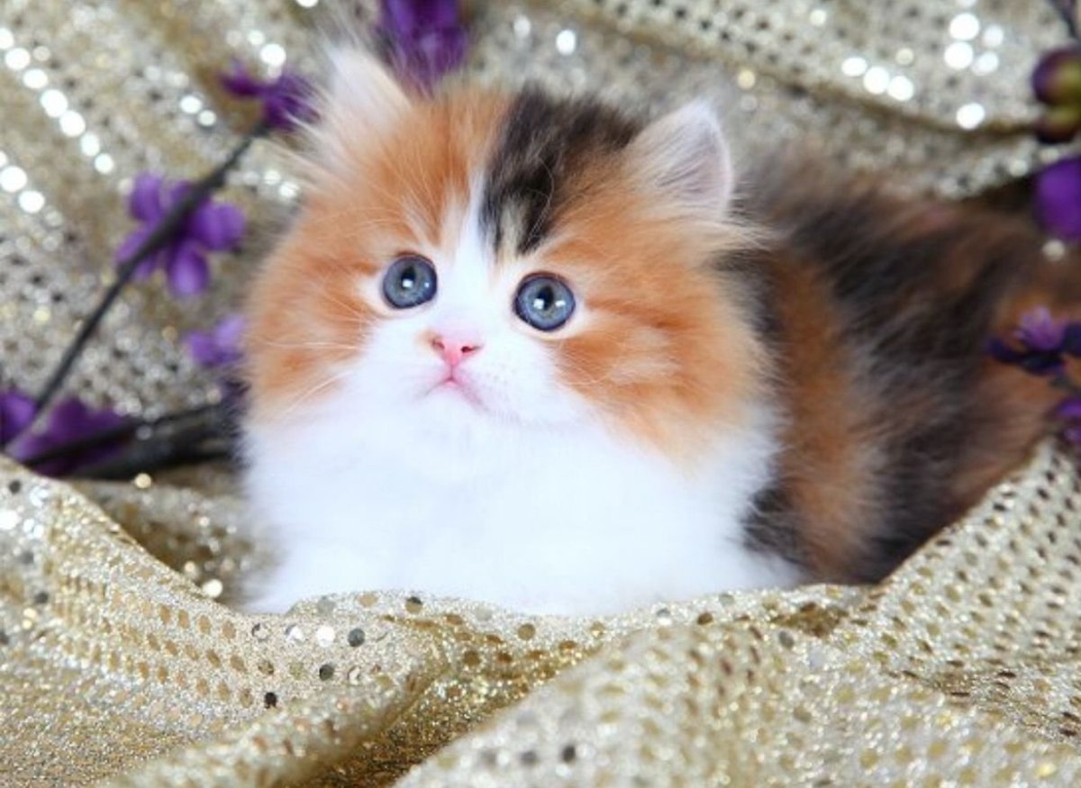 Котята пушистые разноцветные