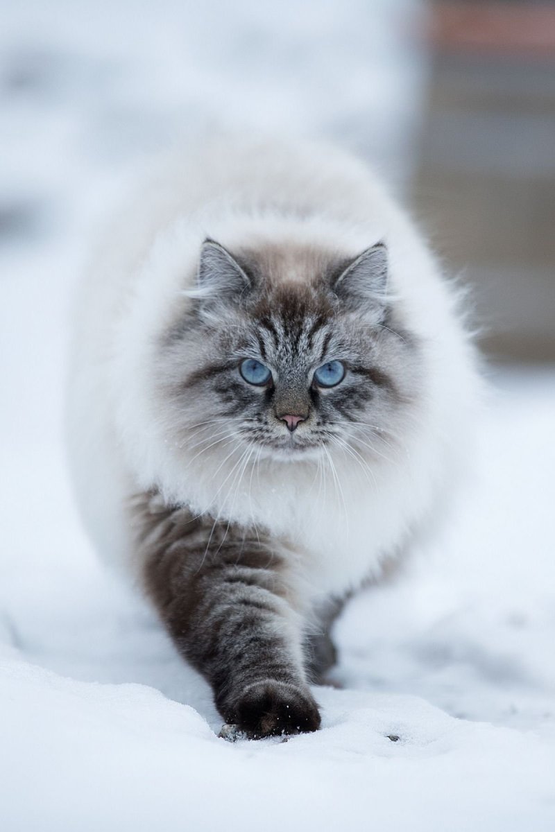 Сибирские коты