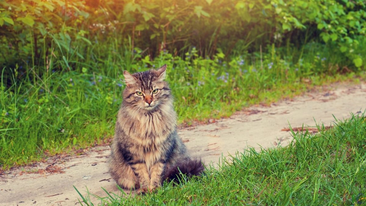 Сибирский кот на улице летом